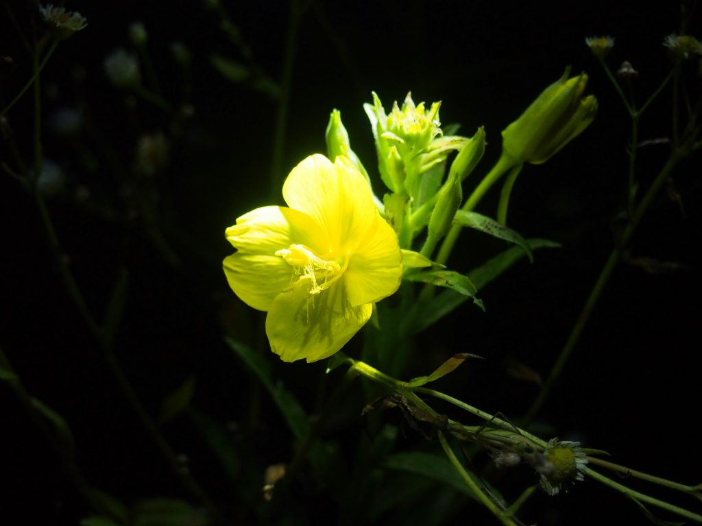 マツヨイグサの開花